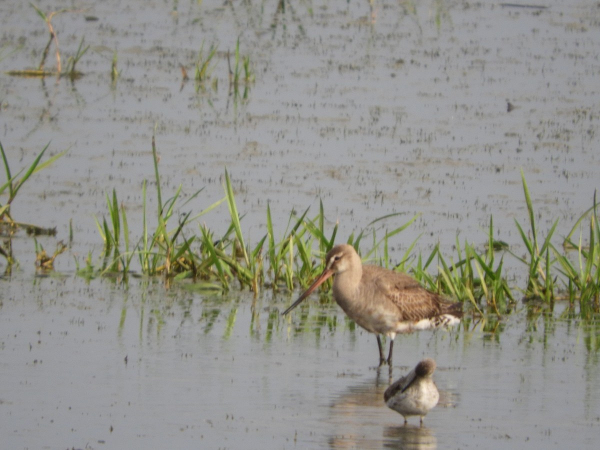 Hudsonian Godwit - ML367566451