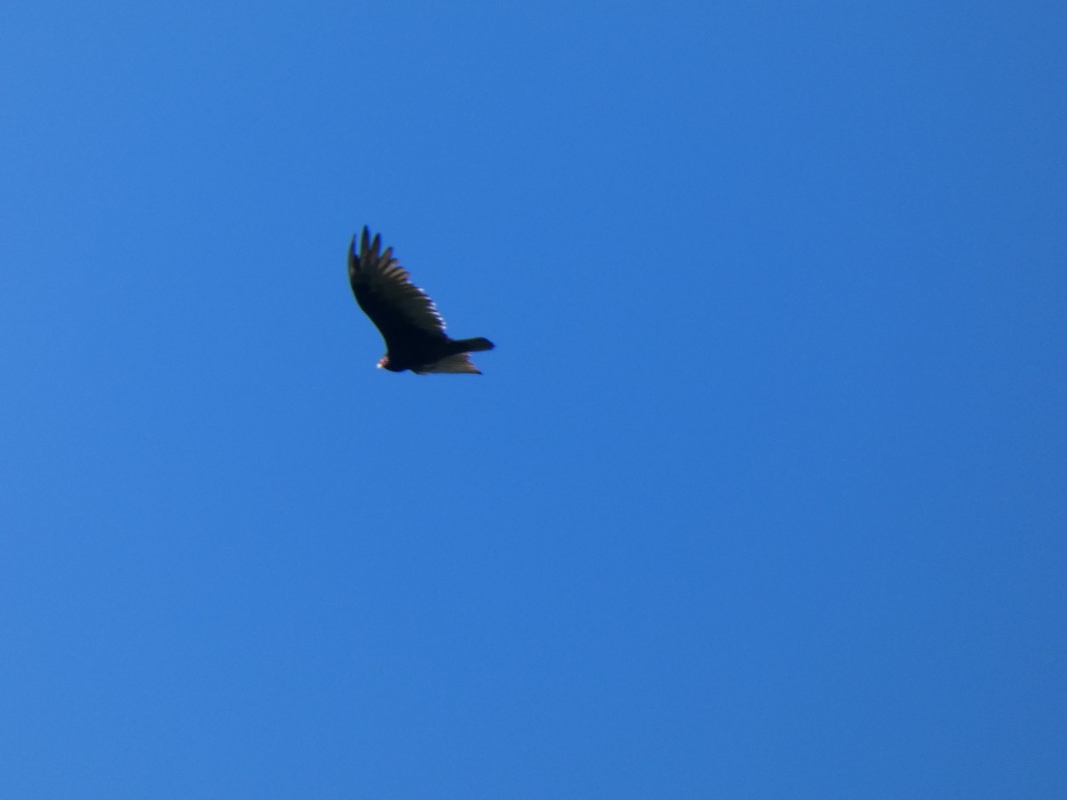 Turkey Vulture - ML367567611