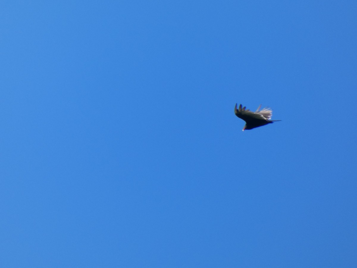 Turkey Vulture - ML367567621