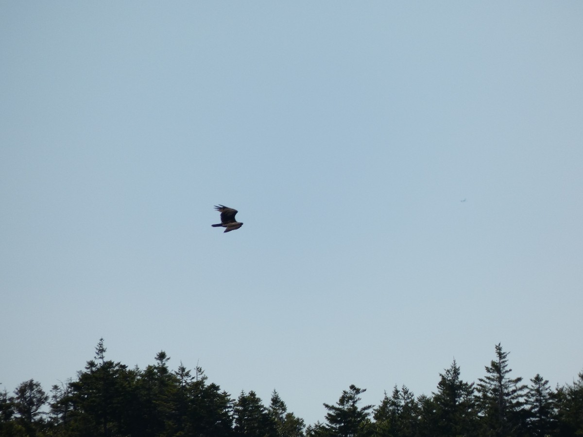Turkey Vulture - ML367567631