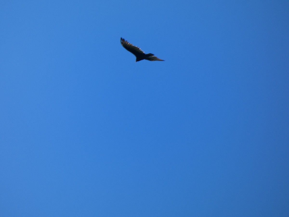 Turkey Vulture - ML367567701