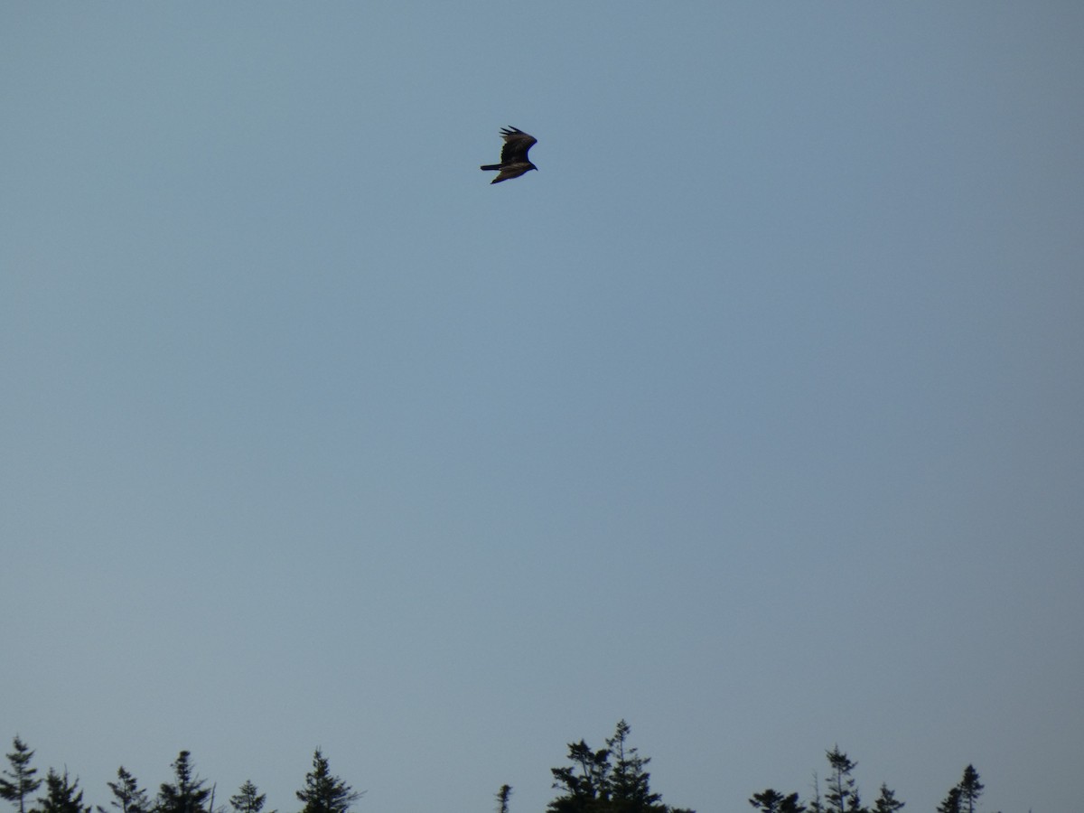 Turkey Vulture - ML367567921