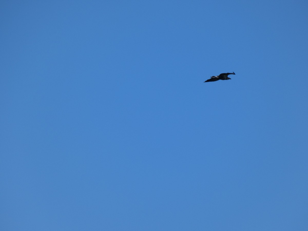 Osprey - ML367568091