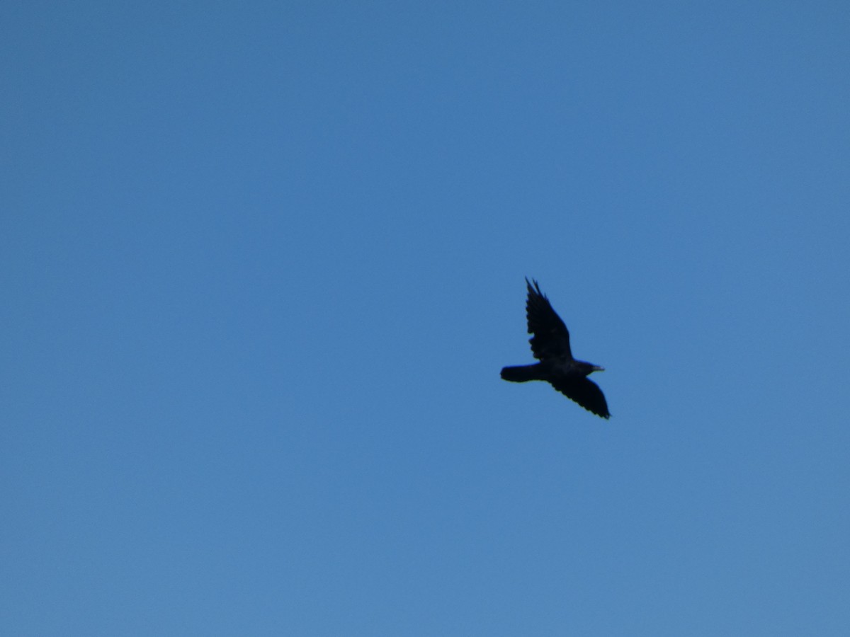 Common Raven - ML367568251