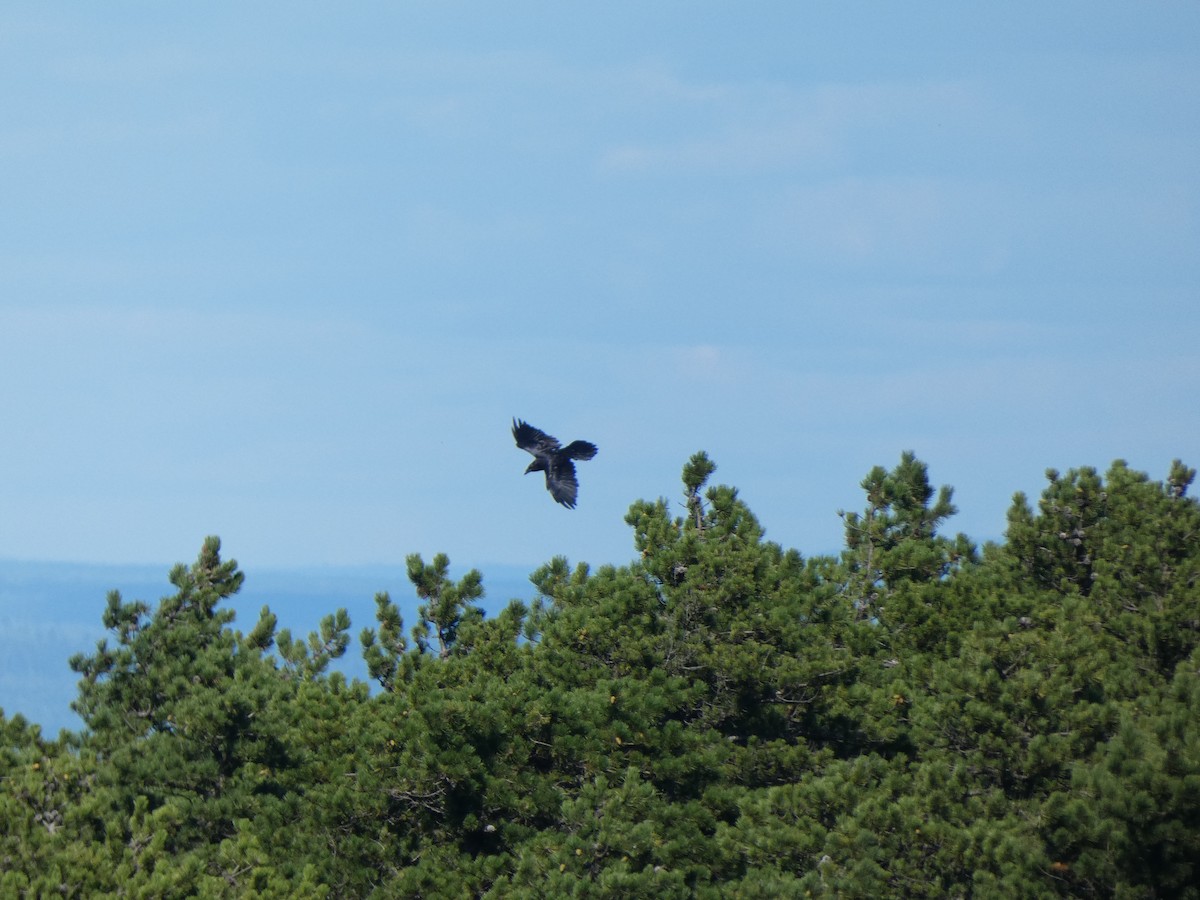 Common Raven - ML367568311