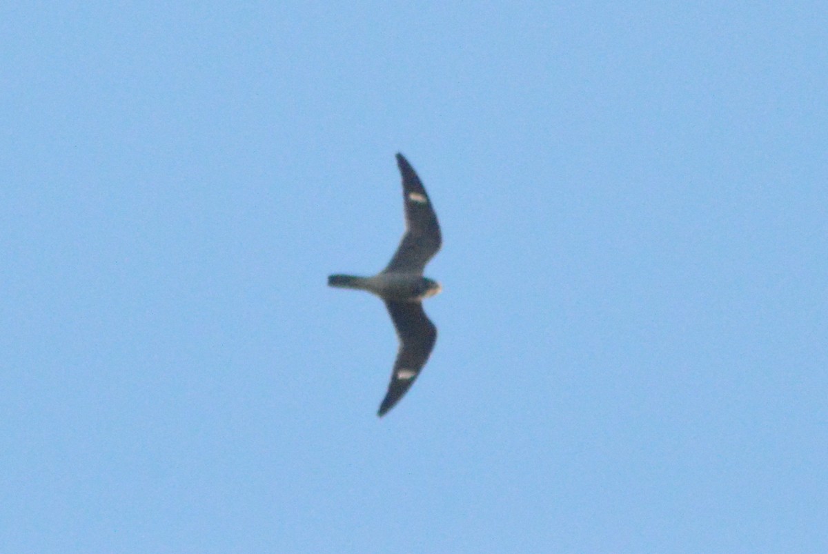 Common Nighthawk - John Mitchell