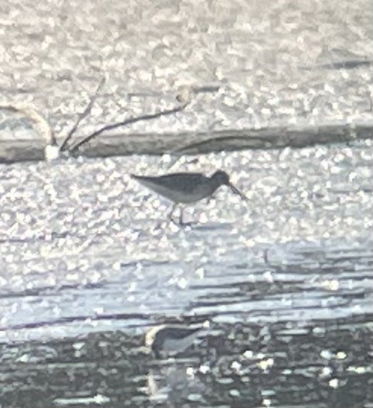 Short-billed Dowitcher - ML367570531