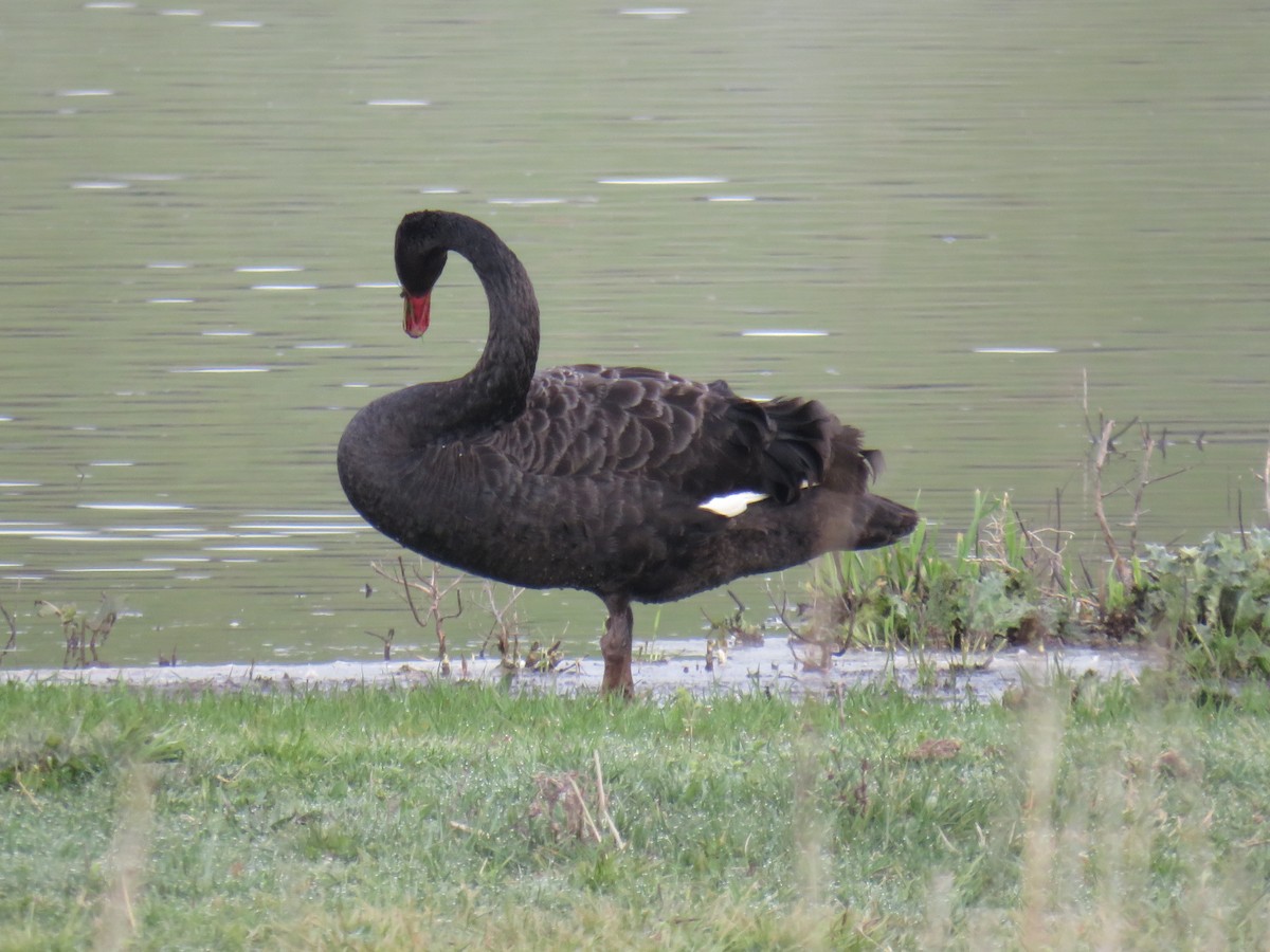 Black Swan - ML367570721