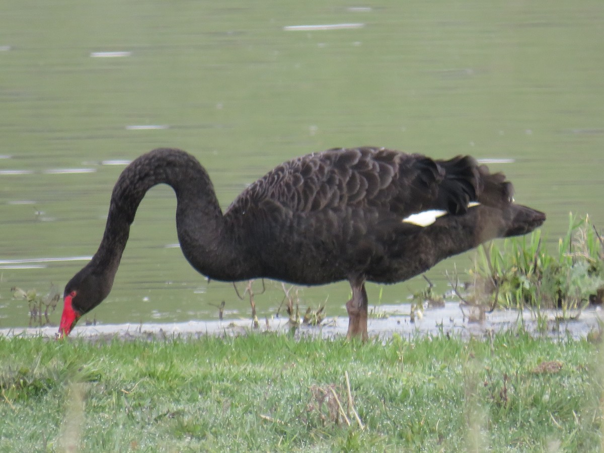 Black Swan - ML367570741