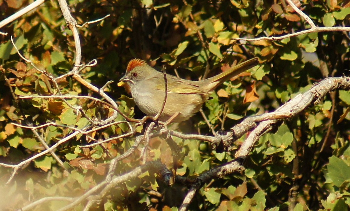 Green-tailed Towhee - ML367574701