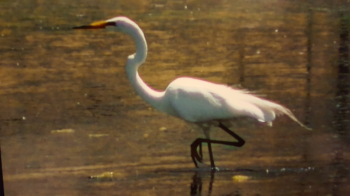 Great Egret - Darren Hall