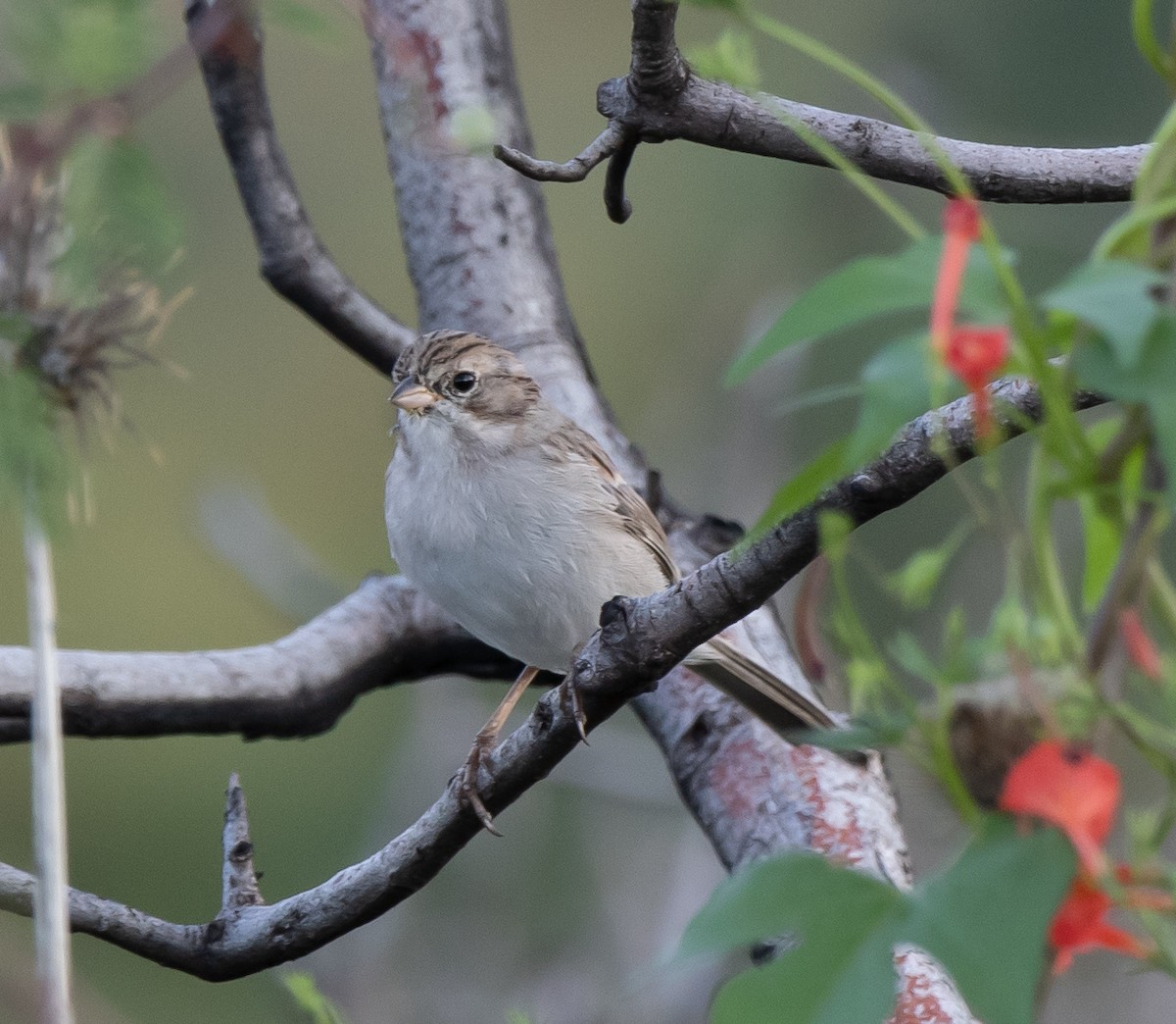 Brewer's Sparrow - ML367575781