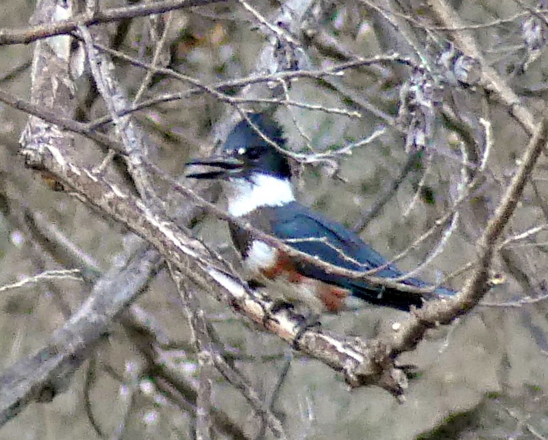 Belted Kingfisher - ML367575791