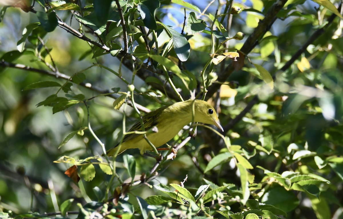 Yellow Warbler (Northern) - ML367576871