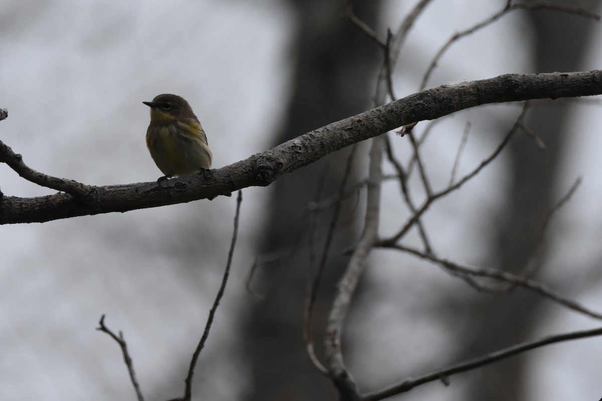 Yellow-rumped Warbler (Audubon's) - ML367577131
