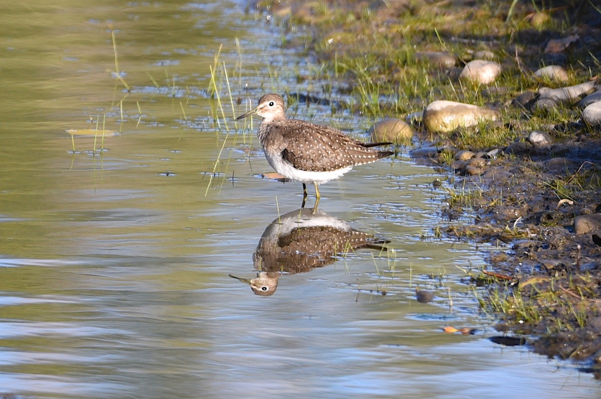 Solitary Sandpiper - ML367577561