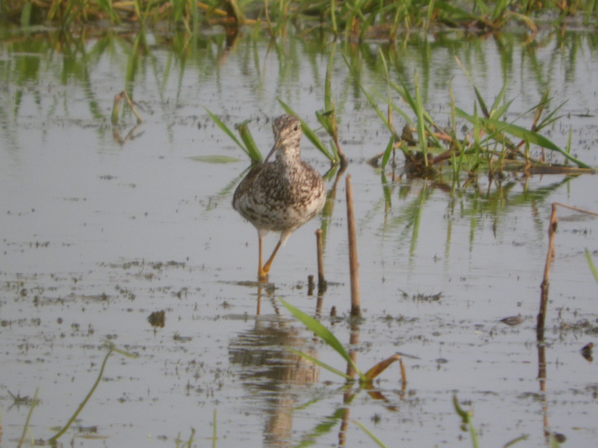 Greater Yellowlegs - Silvia Enggist