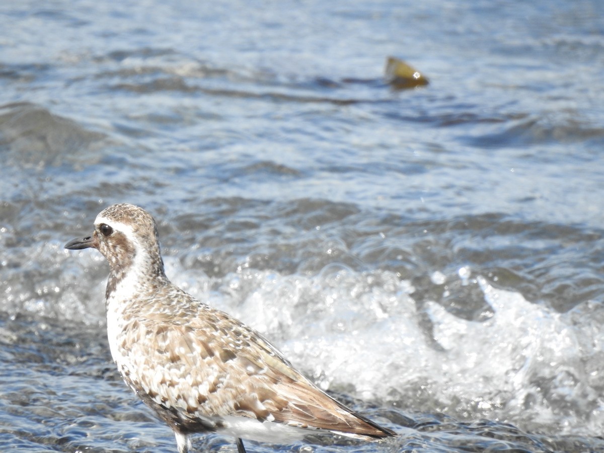 Black-bellied Plover - Jacques Bélanger