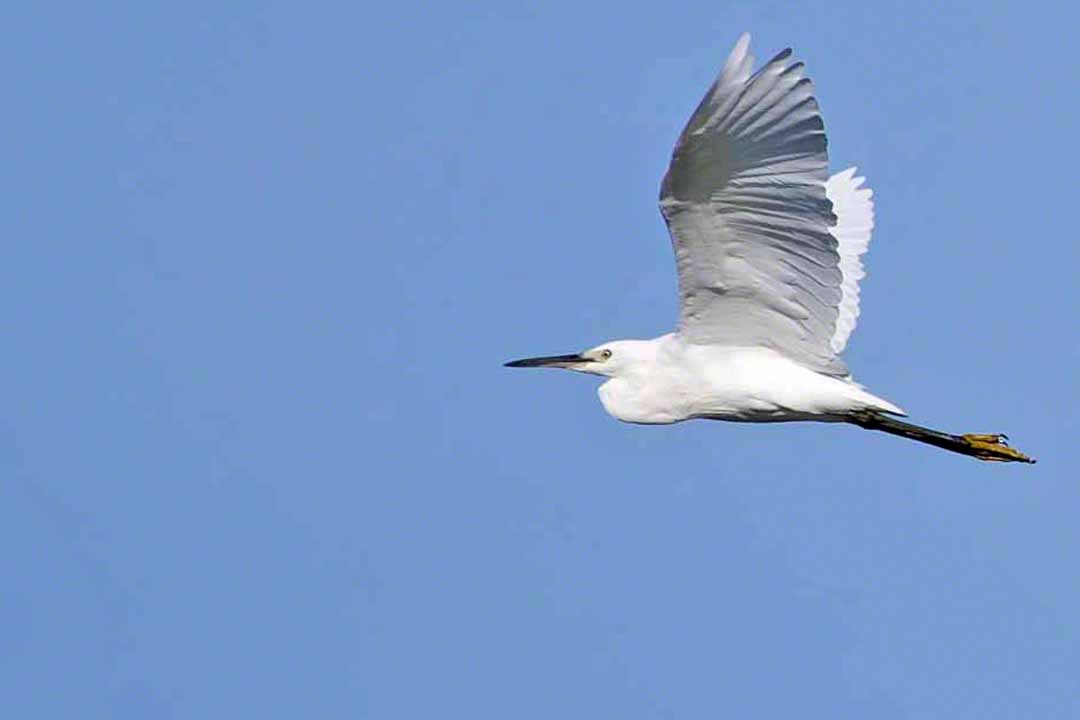 Little Egret - ML367578001