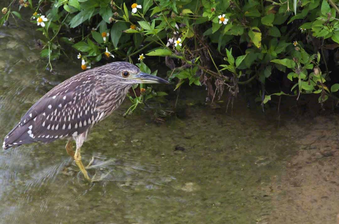 Black-crowned Night Heron - ML367578521
