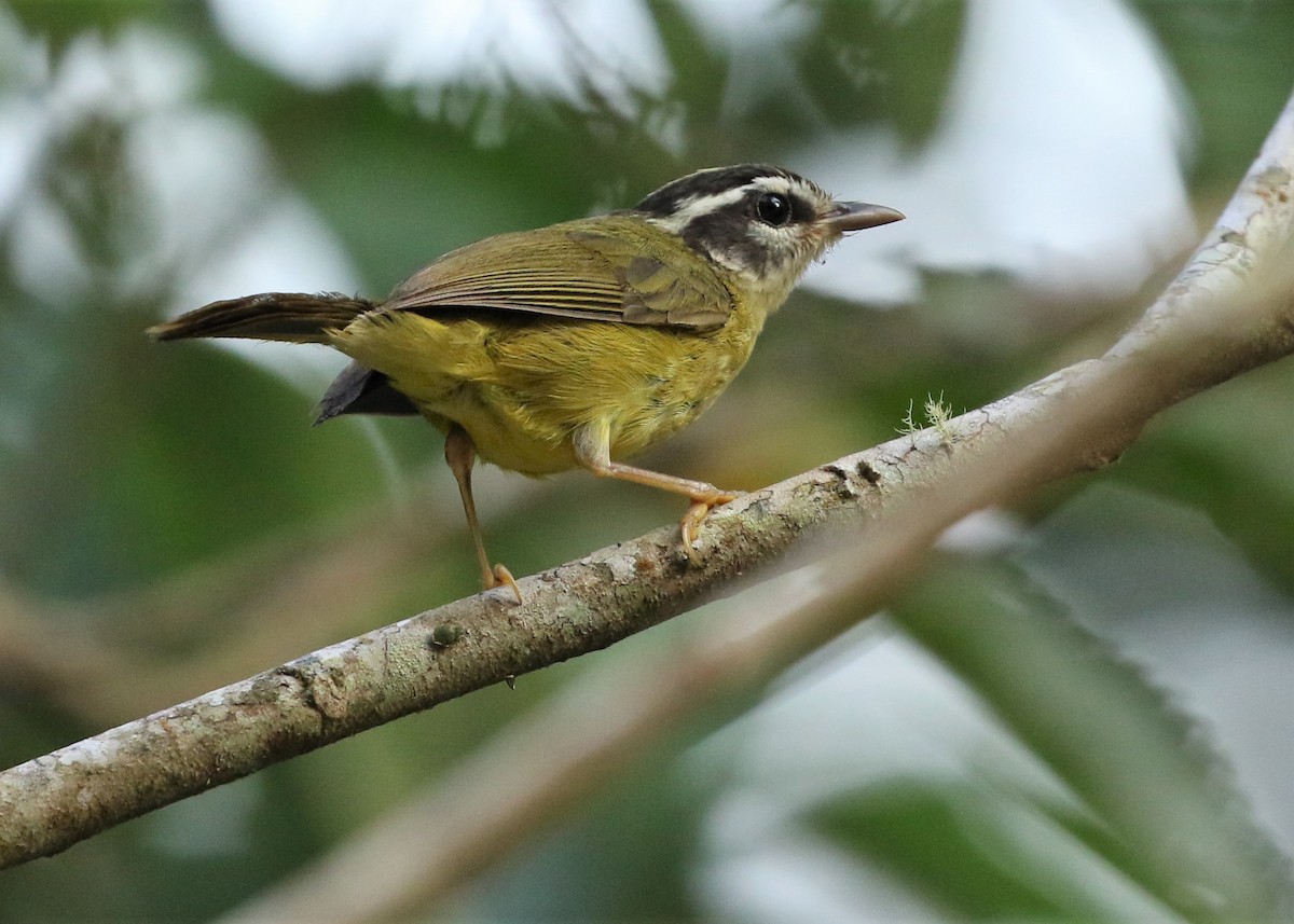 Three-striped Warbler - ML367580191