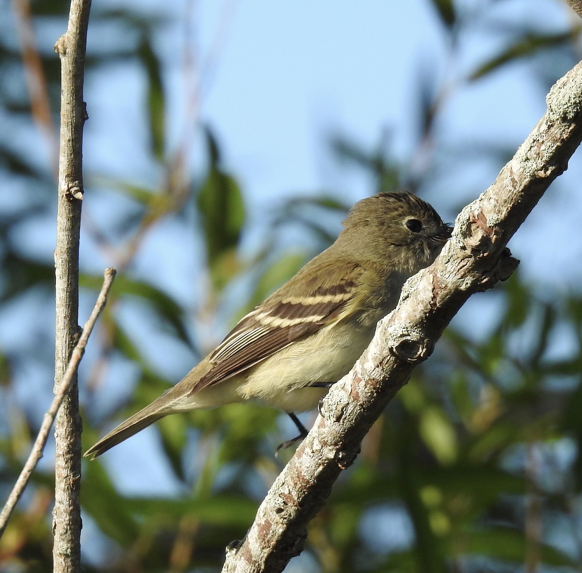 Alder Flycatcher - ML367581311