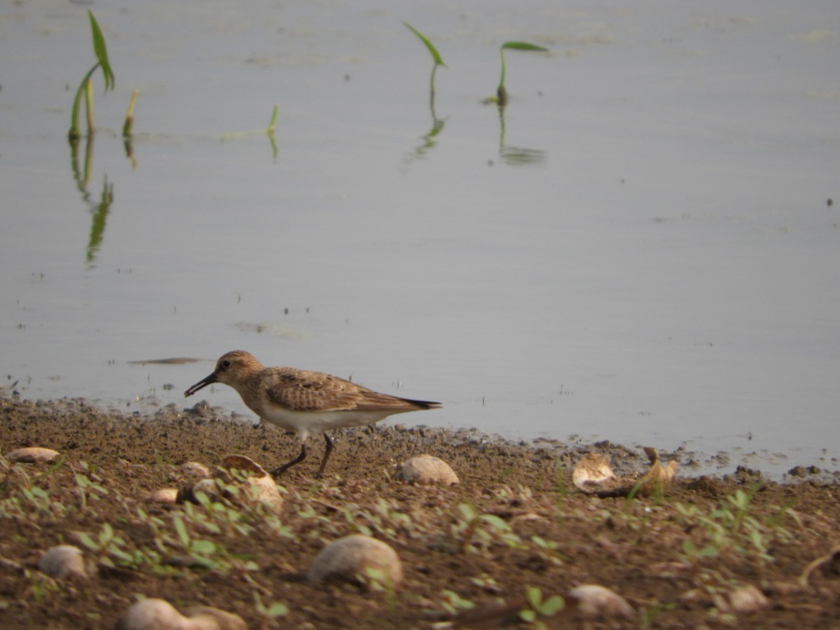 Baird's Sandpiper - Silvia Enggist