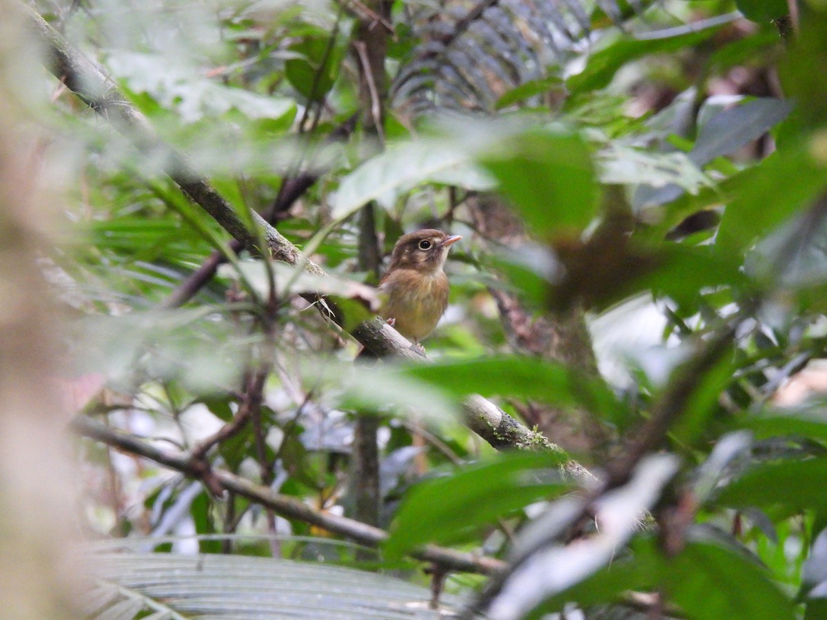 Russet-winged Spadebill - ML367583121