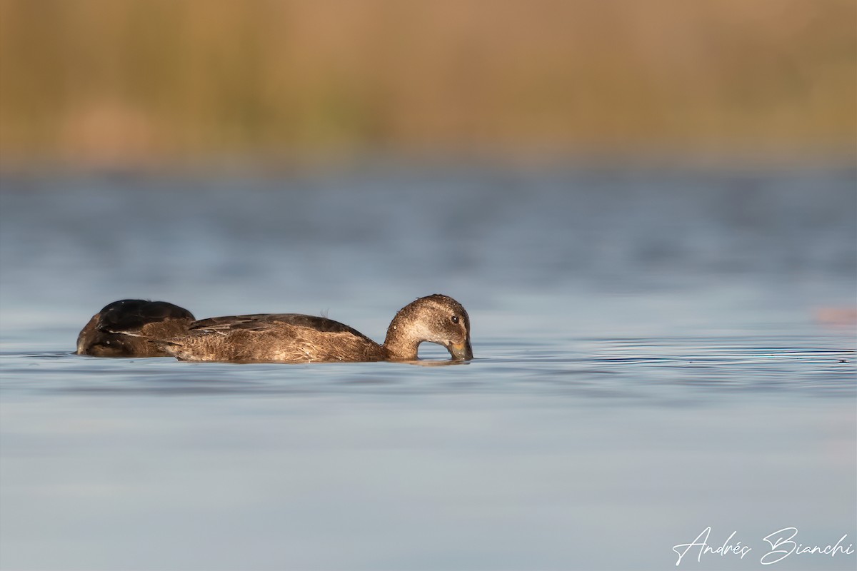 Black-headed Duck - Andres Bianchi