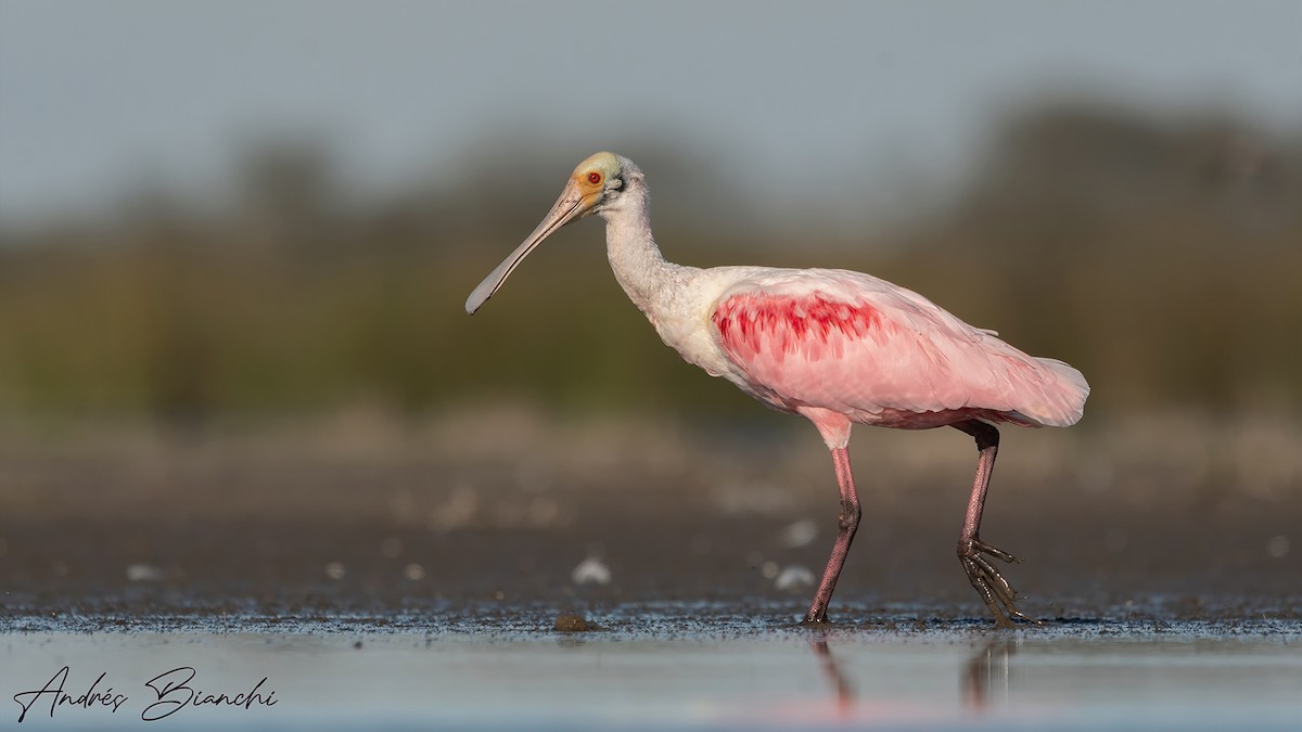 Roseate Spoonbill - ML367585631