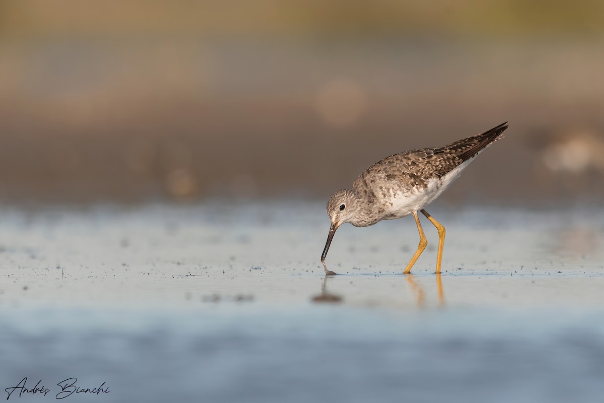 Lesser Yellowlegs - ML367585841