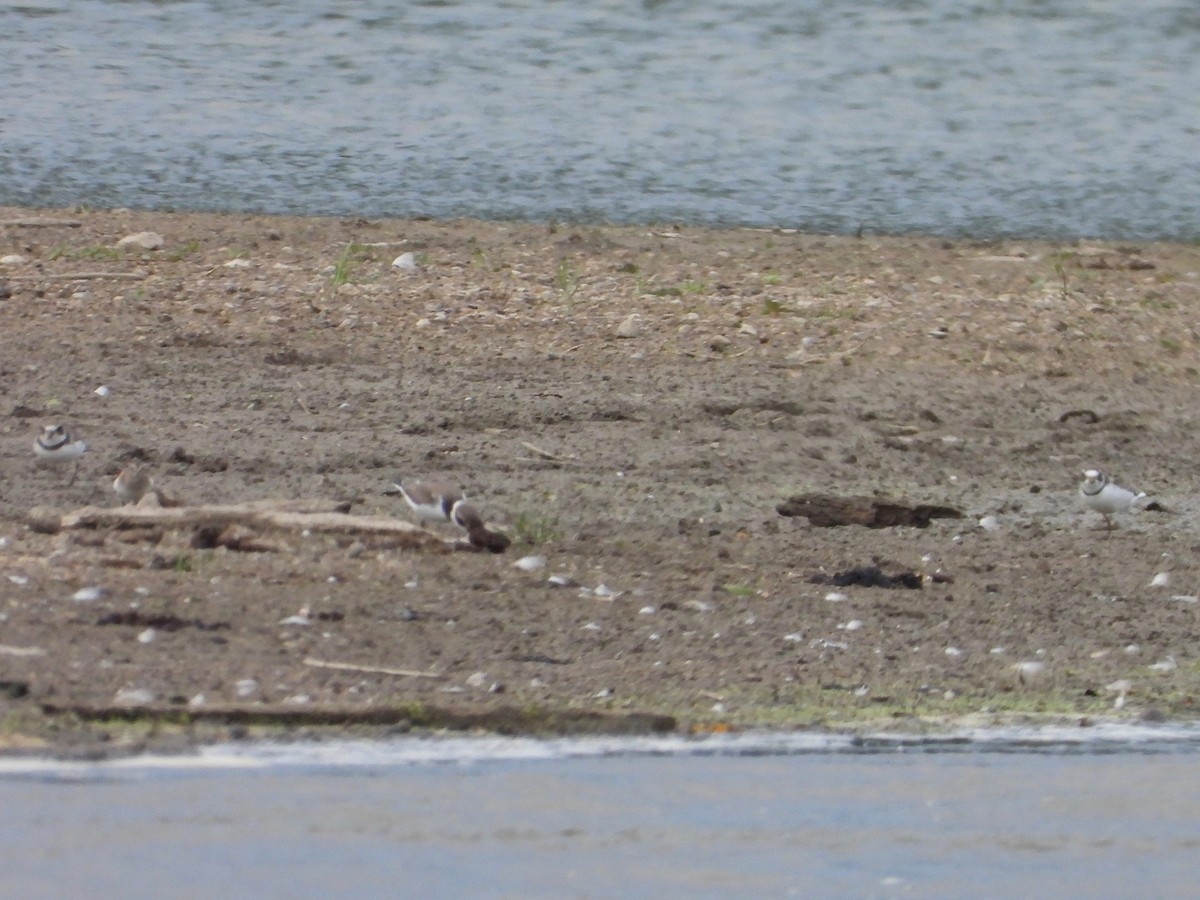 Semipalmated Plover - ML367588371