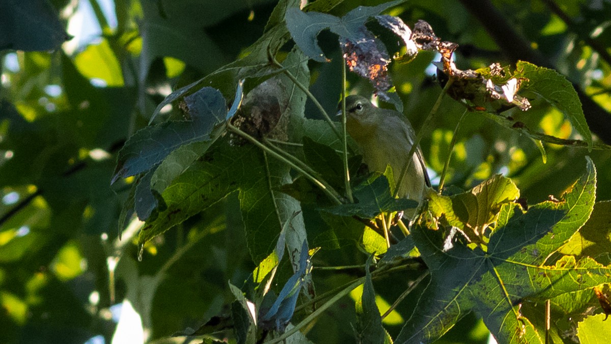 møllparula - ML367588841