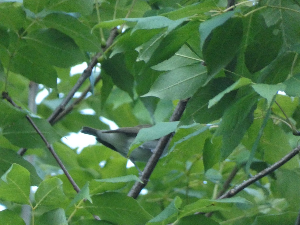Red-eyed Vireo - ML367589771