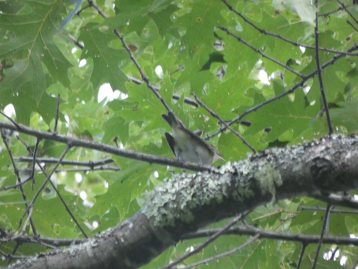 Red-eyed Vireo - ML367589781