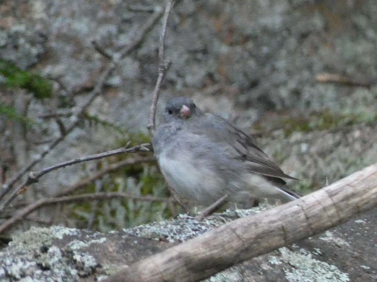 Dark-eyed Junco - ML367589951
