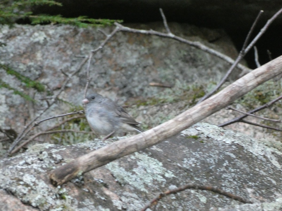 Dark-eyed Junco - ML367589961