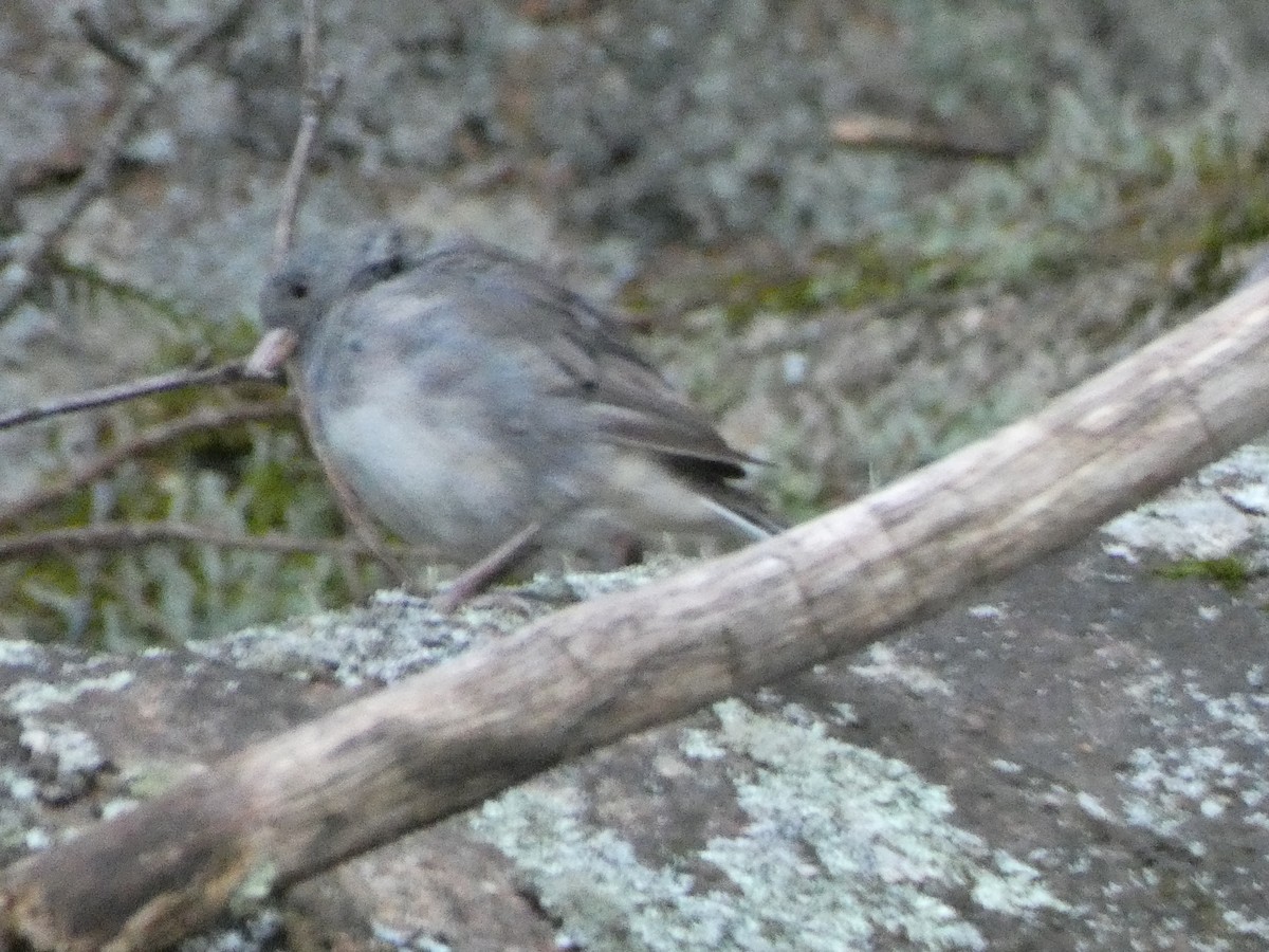 Dark-eyed Junco - ML367589971