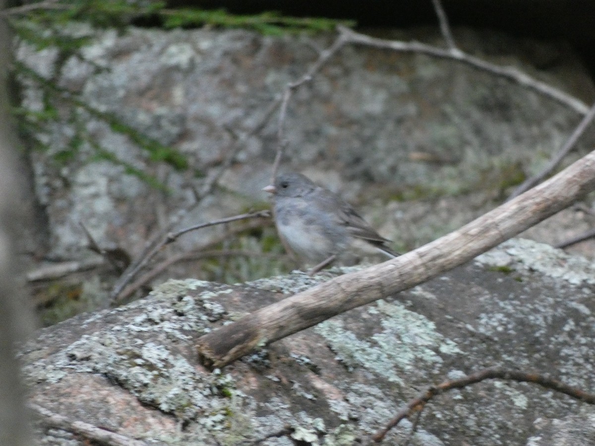Dark-eyed Junco - ML367590041