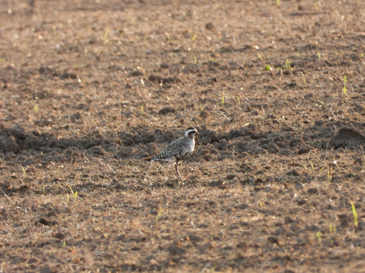 American Golden-Plover - Mourad Jabra