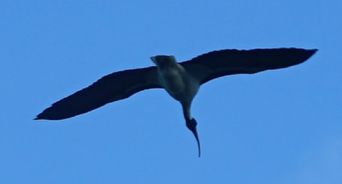 ibis slámokrký - ML367590861