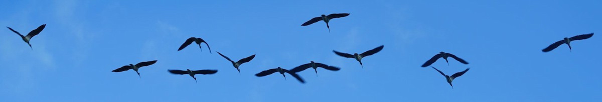 ibis slámokrký - ML367590871