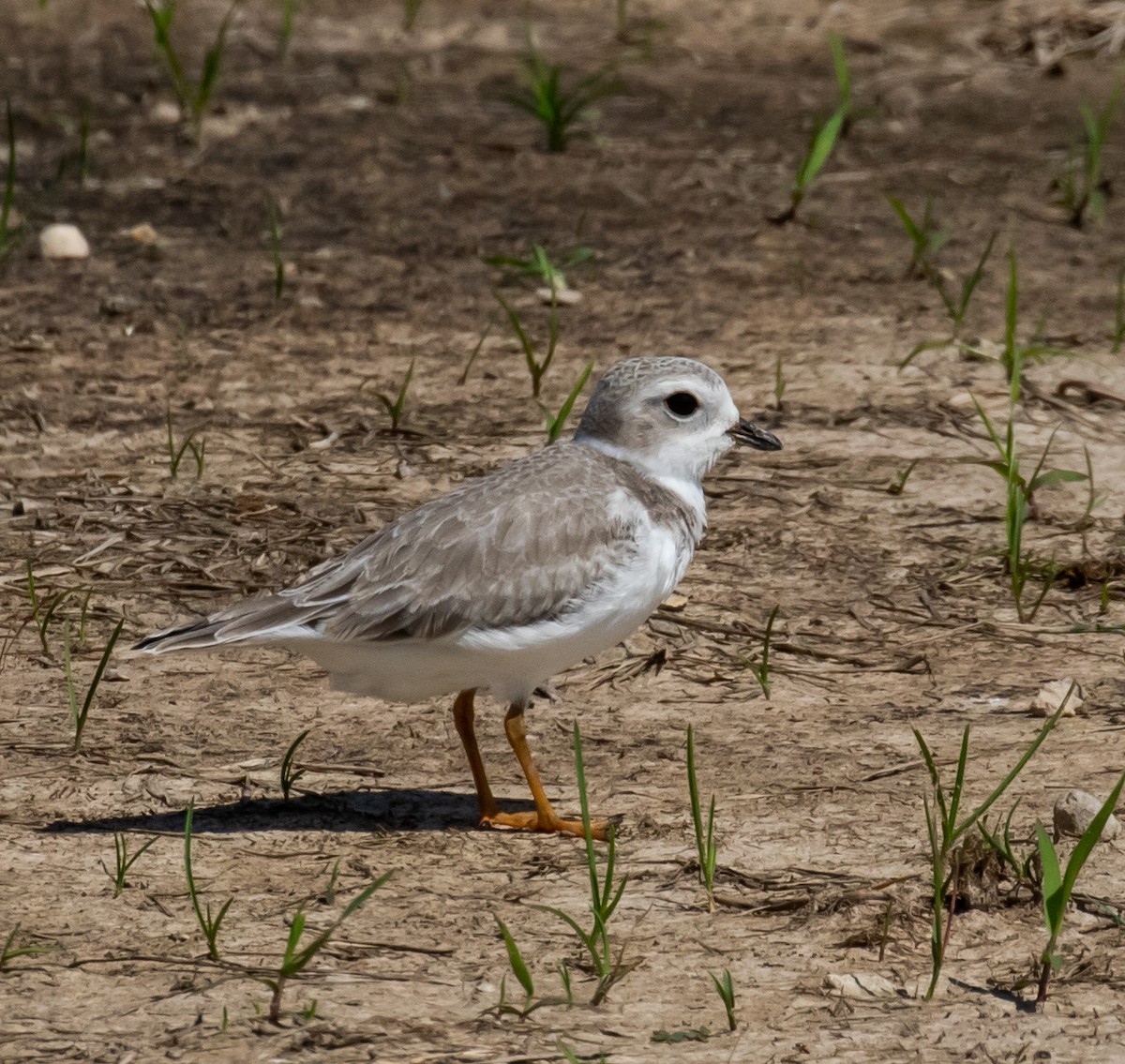 Piping Plover - ML367591151