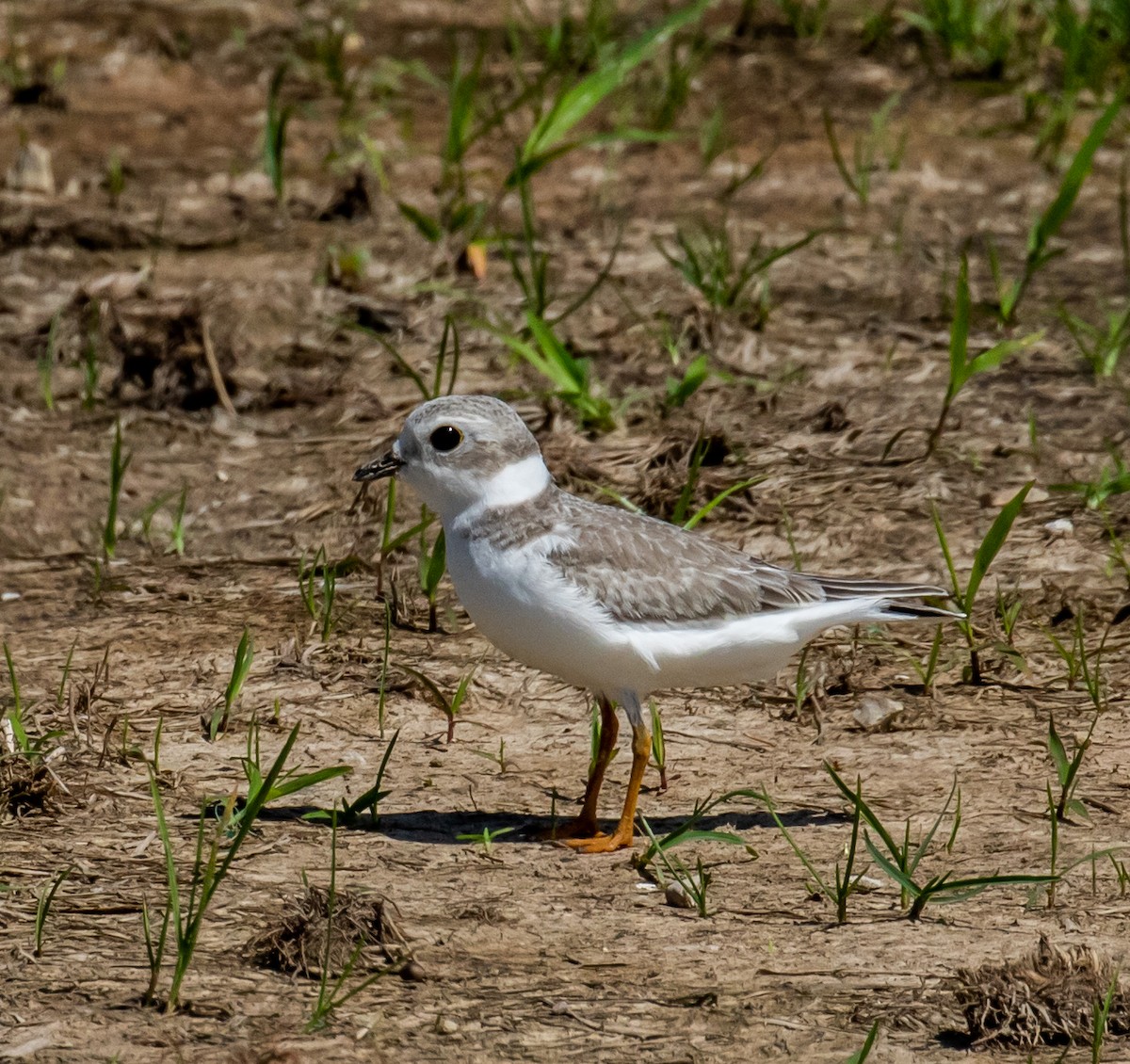 Piping Plover - ML367591191