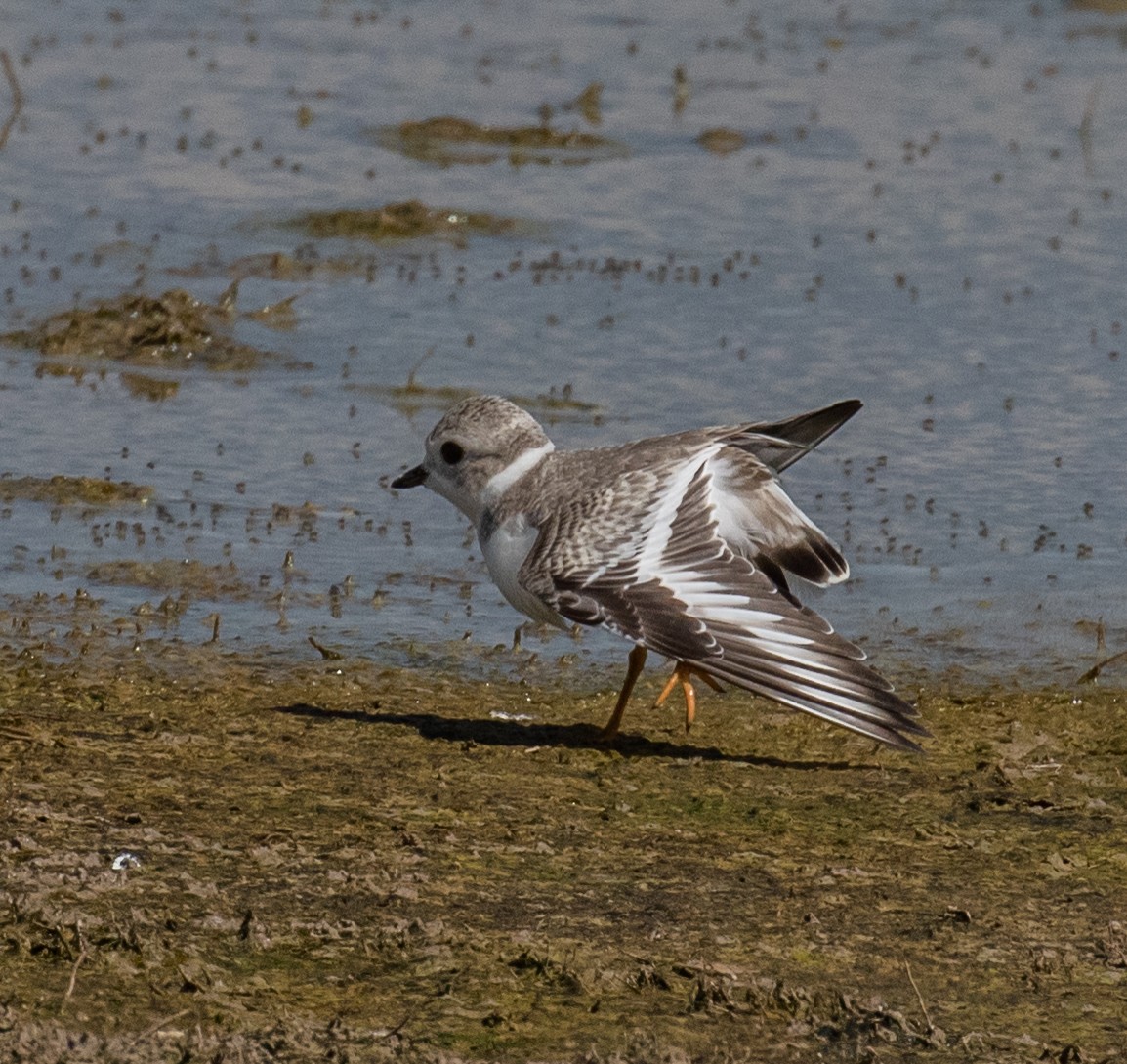 Piping Plover - ML367591281
