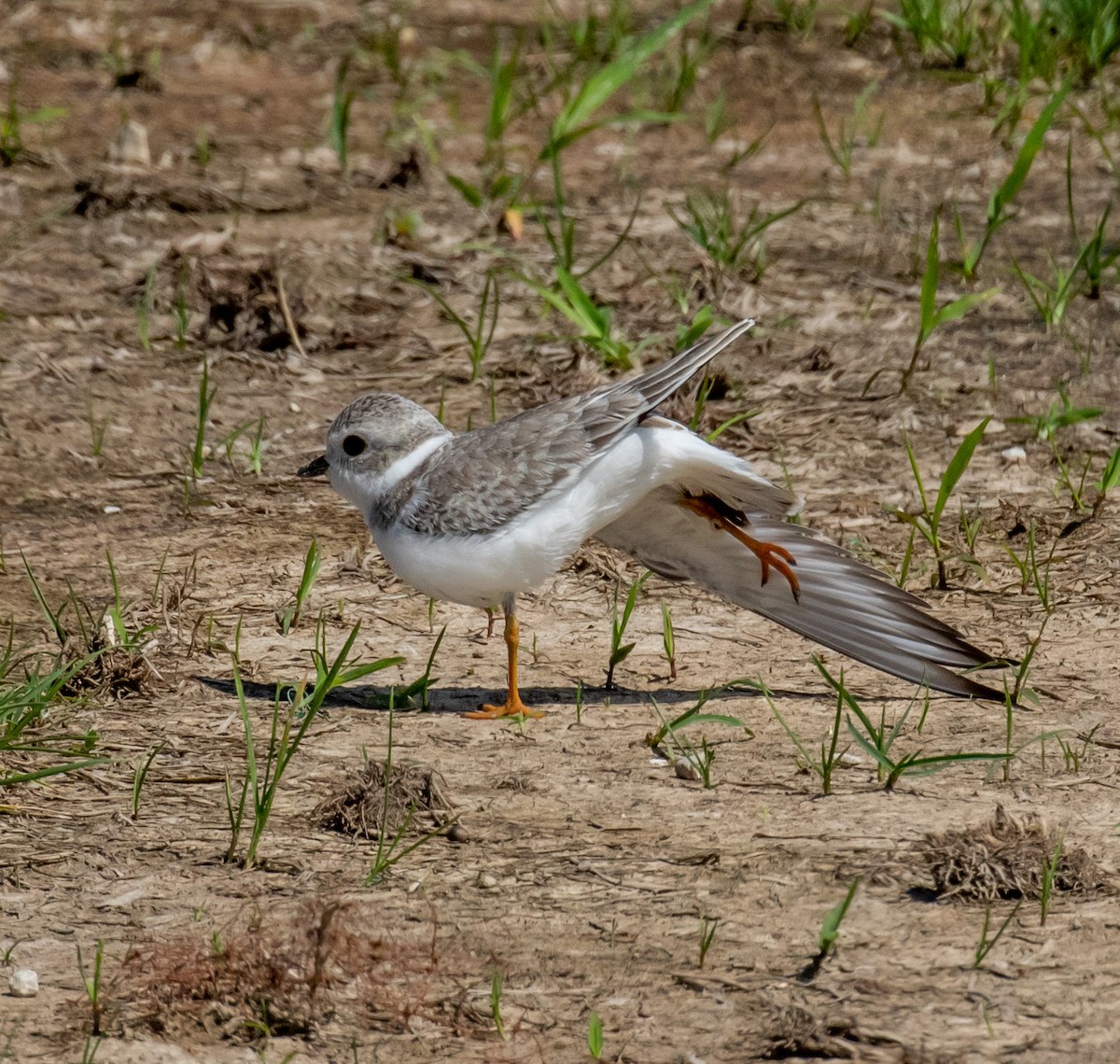 Piping Plover - ML367591361