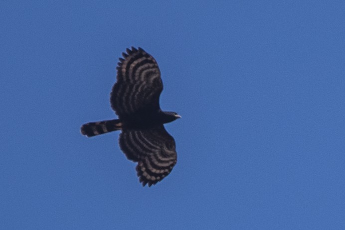 Black Hawk-Eagle - Luiz Carlos Ramassotti