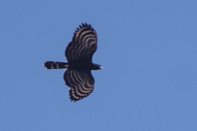 Águila Negra - ML367591911