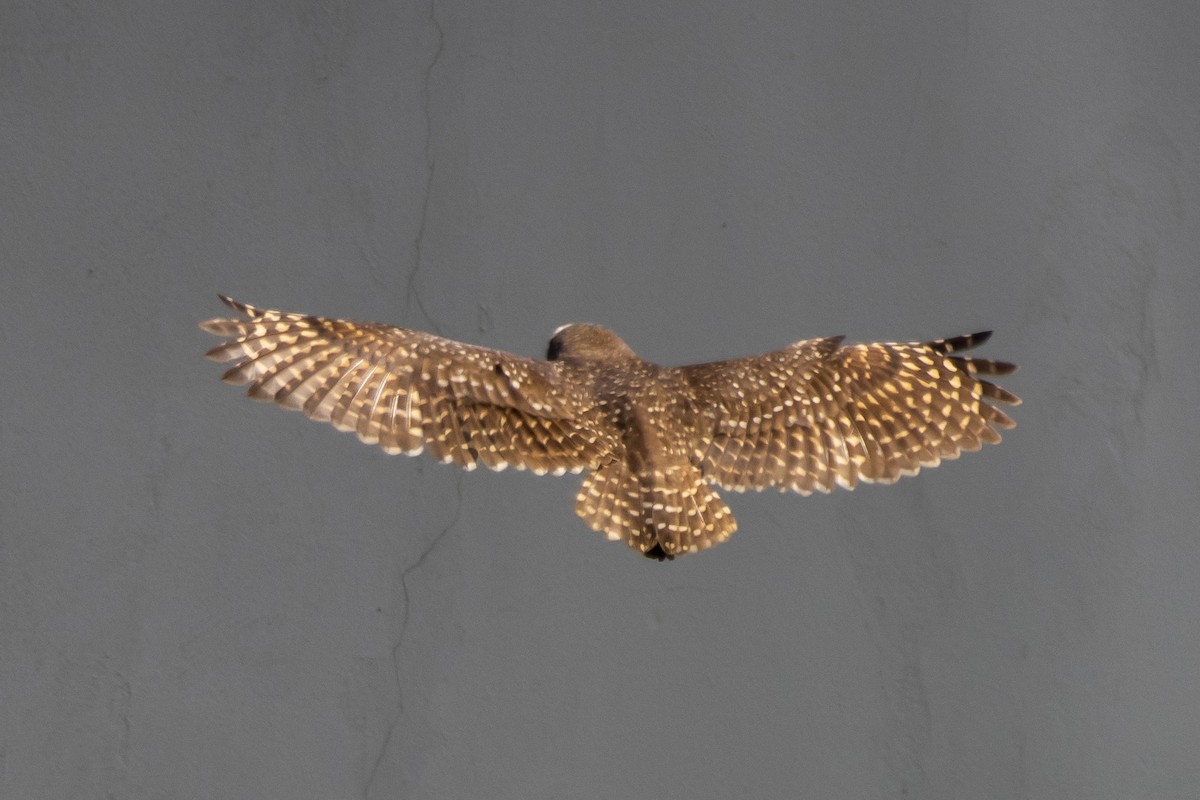 Burrowing Owl - ML367592001