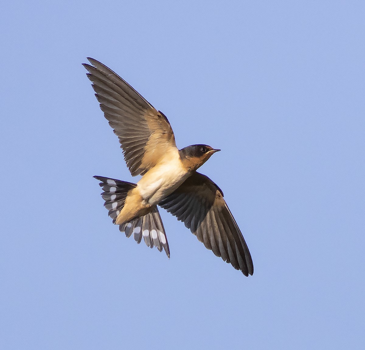 Barn Swallow - John Gluth